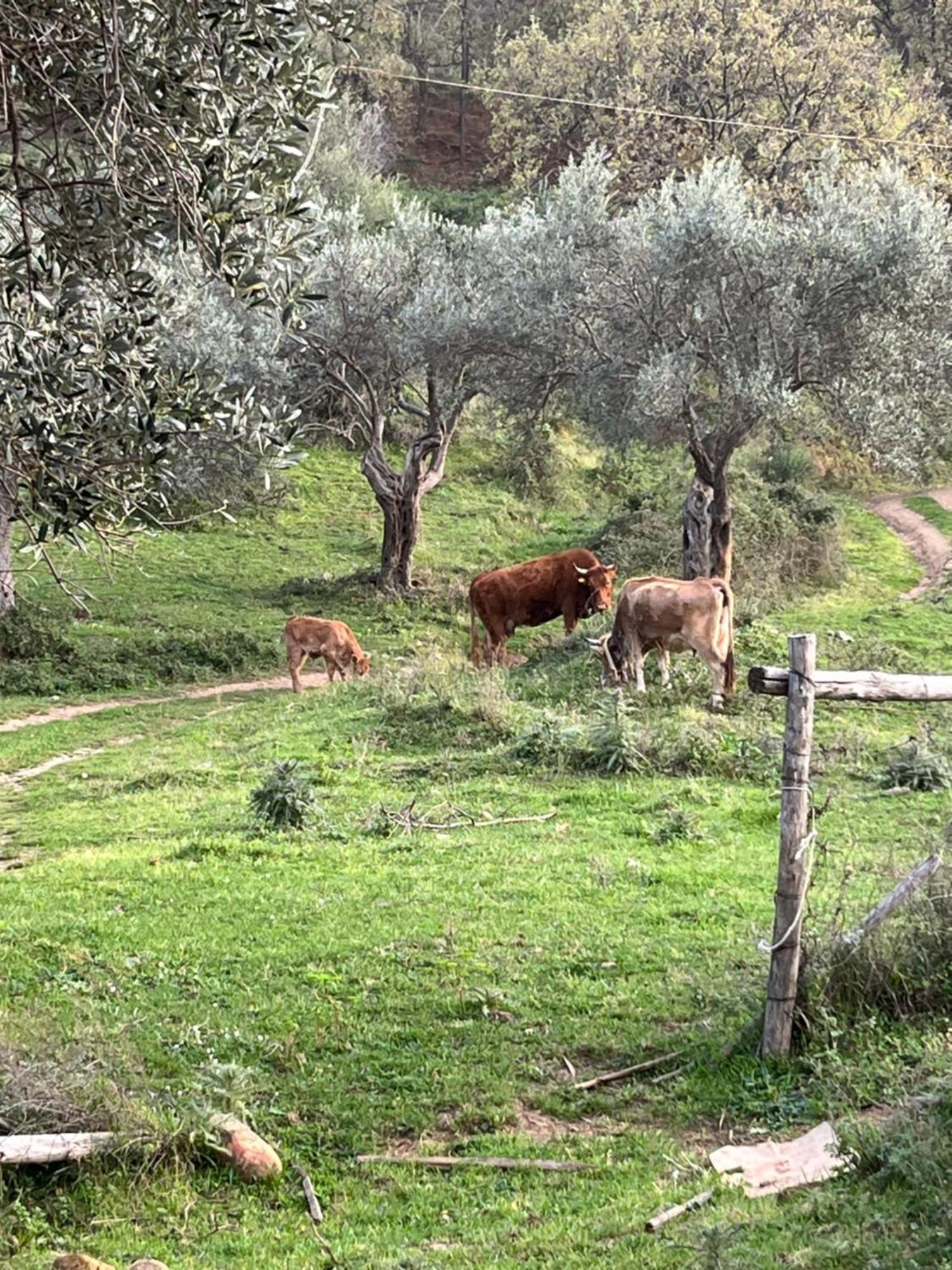 Villa Agriturismo Serre SantʼAgata di Militello Exterior foto